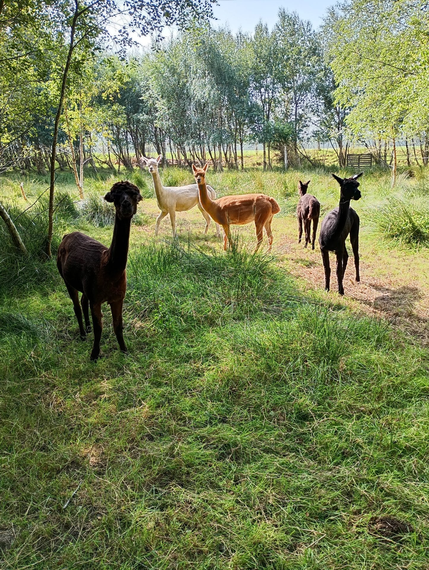 Adult girls woodland