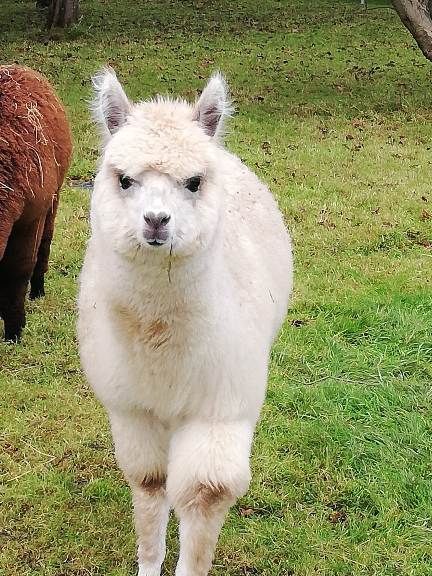 Adorable Marshmallow